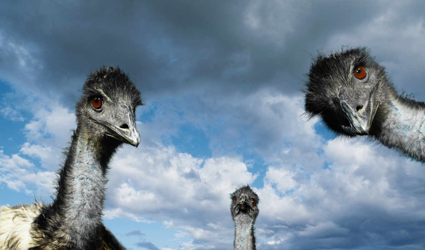 ostrich, страусов