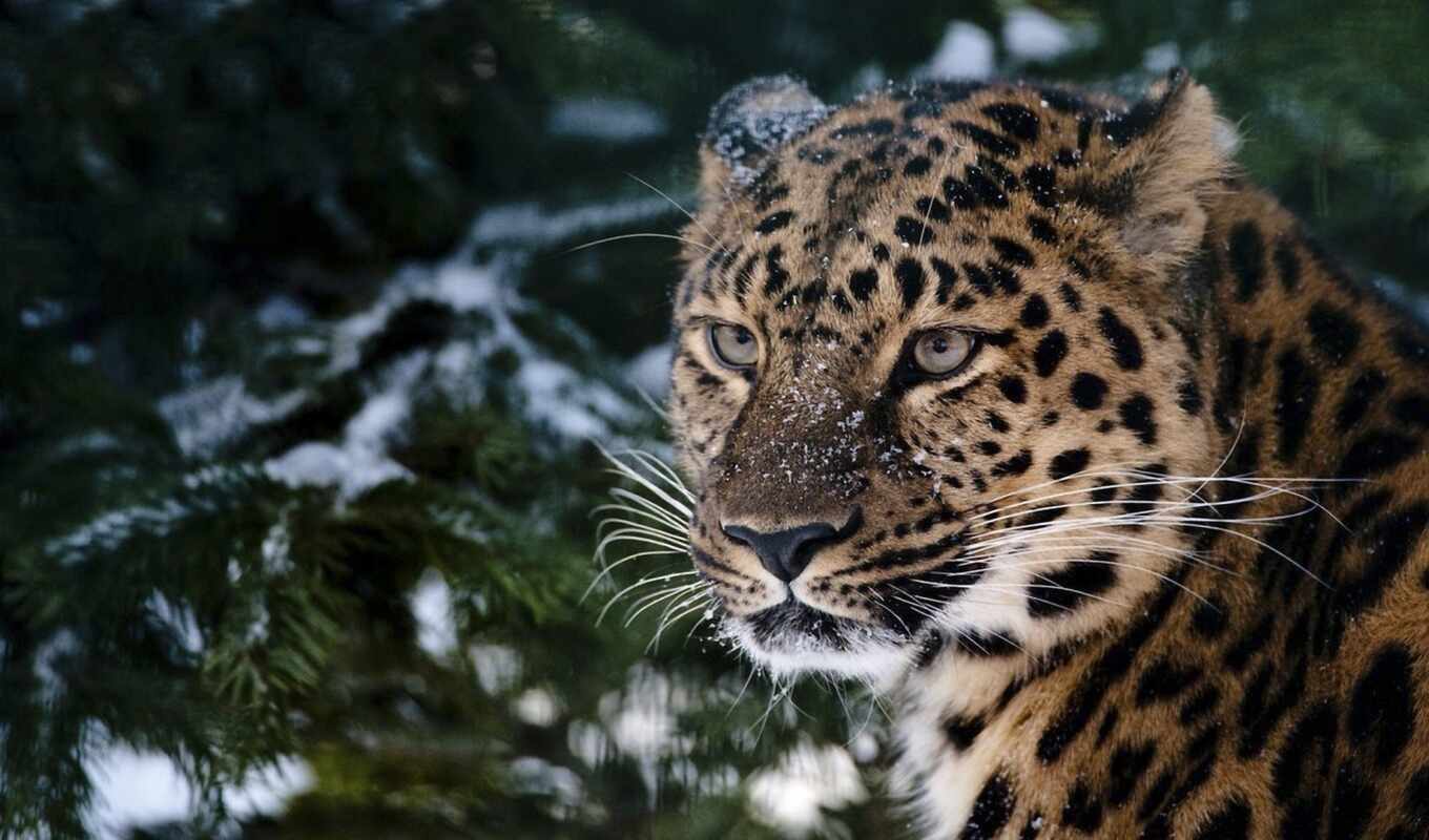 снег, лес, животные, леопард, лесу, леопарды, хвойном