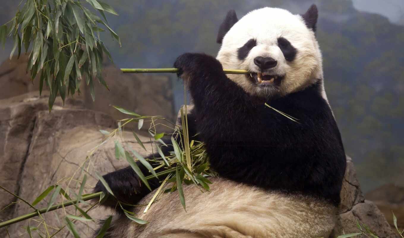 самые, ест, красная, милые, панда, панды, бамбук, медведи, кушает, бамбука