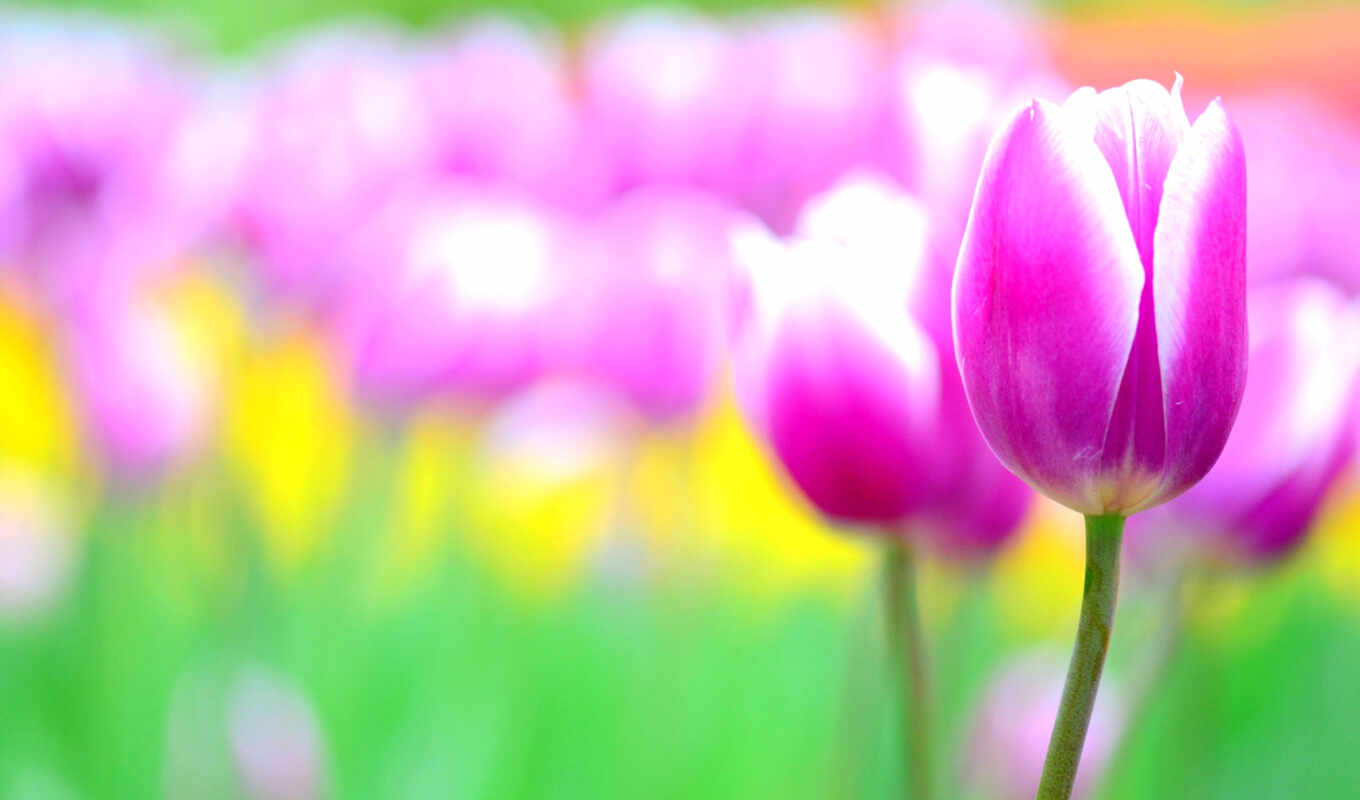 desktop, background, purple, field, photography, flowers, pink, tulip, blurring
