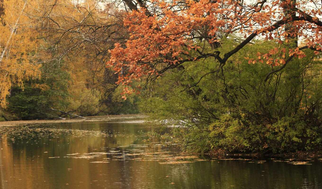 nature, a laptop, tree, water, landscape, autumn, way, river, reflection, vodyt