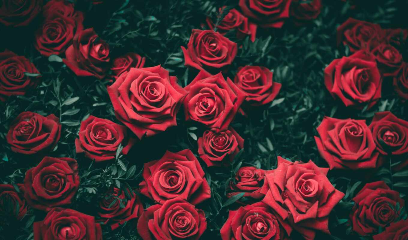 роза, красивый, funart, бутон, red, scarlet, bush