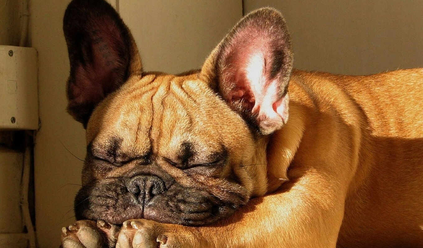 puppy, sleep, french, bulldog