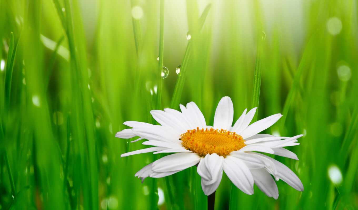 good, flowers, wall, white, grass, petal, dew, god, cow, chamomile, photo wallpapers