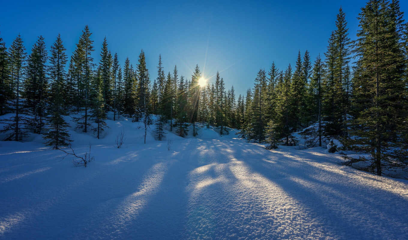 sky, sun, tree, snow, winter