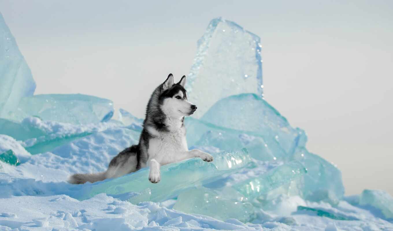 картинка, лед, снег, собака, найти, хаски, тыс, хаска, fotohaska