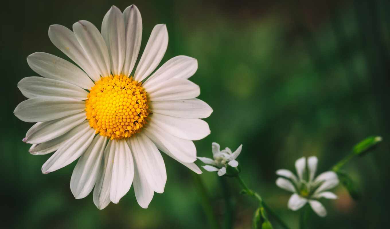 photo, flowers, white, background, flor, daisy, chamomile, pixabay, marguerite