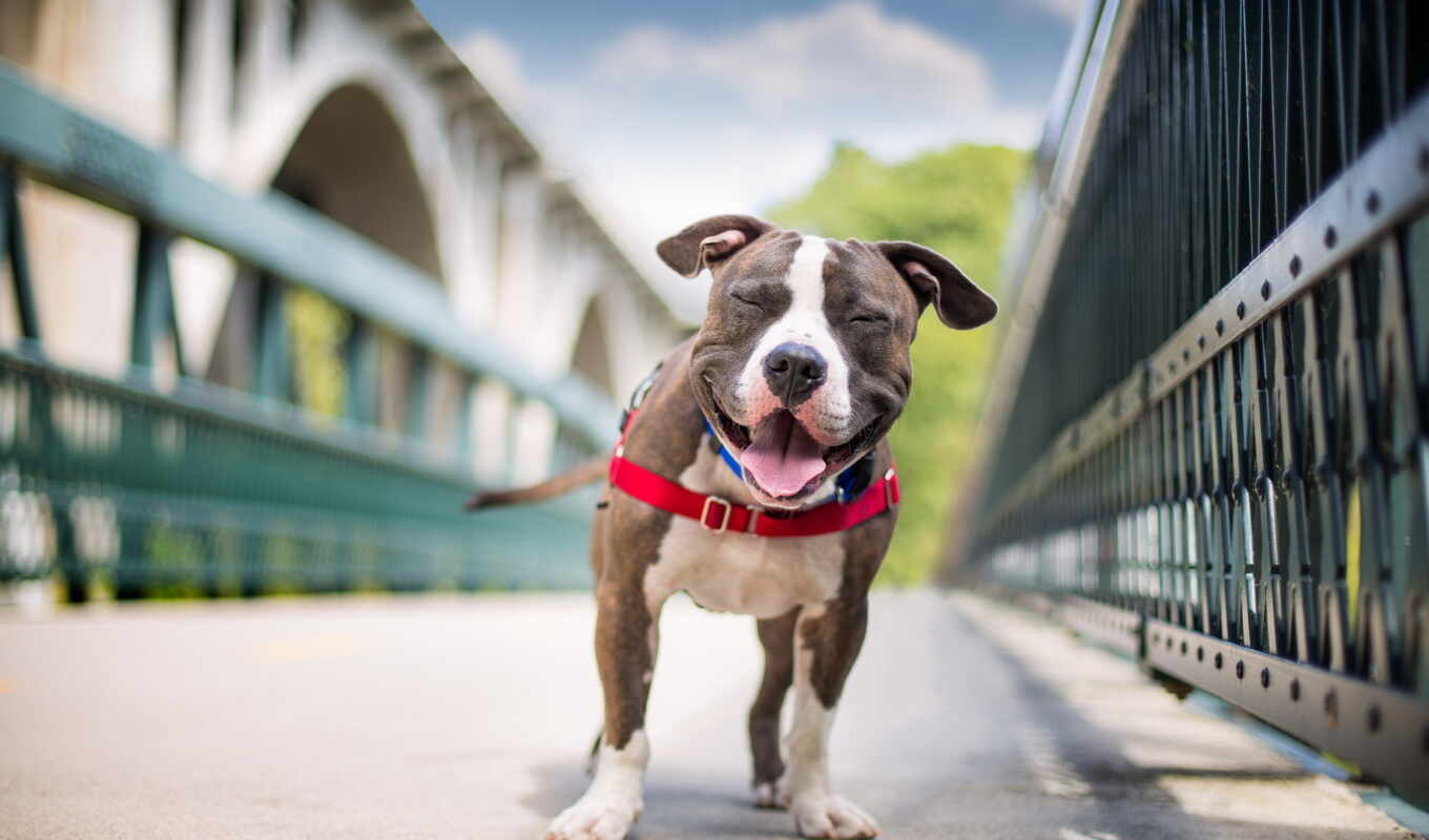 мост, пес, веселый