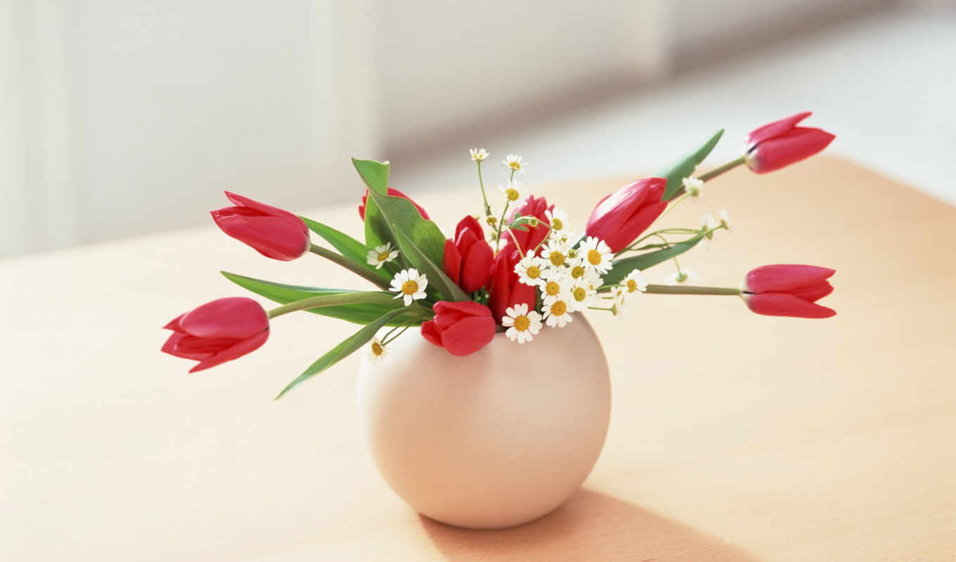picture, flower, tulips, vase, daisies