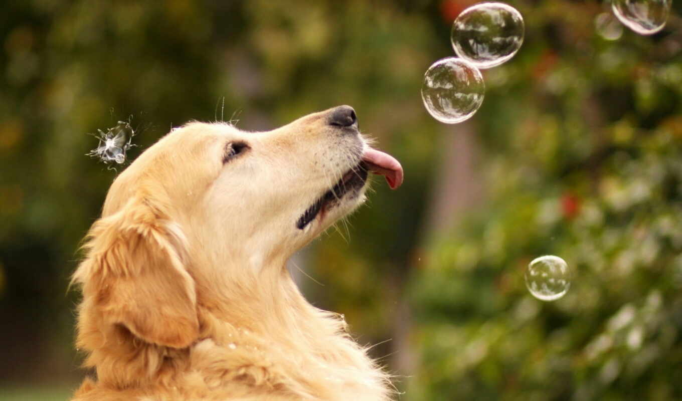 summer, dog, bubbles, soap, ♪