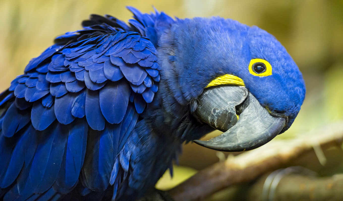 blue, red, самые, красивые, мире, птица, попугай, pinterest, macaw, газон, гиацинтовый