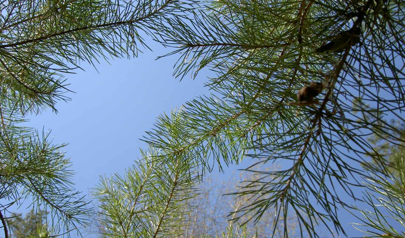 sky, needles, pine tree