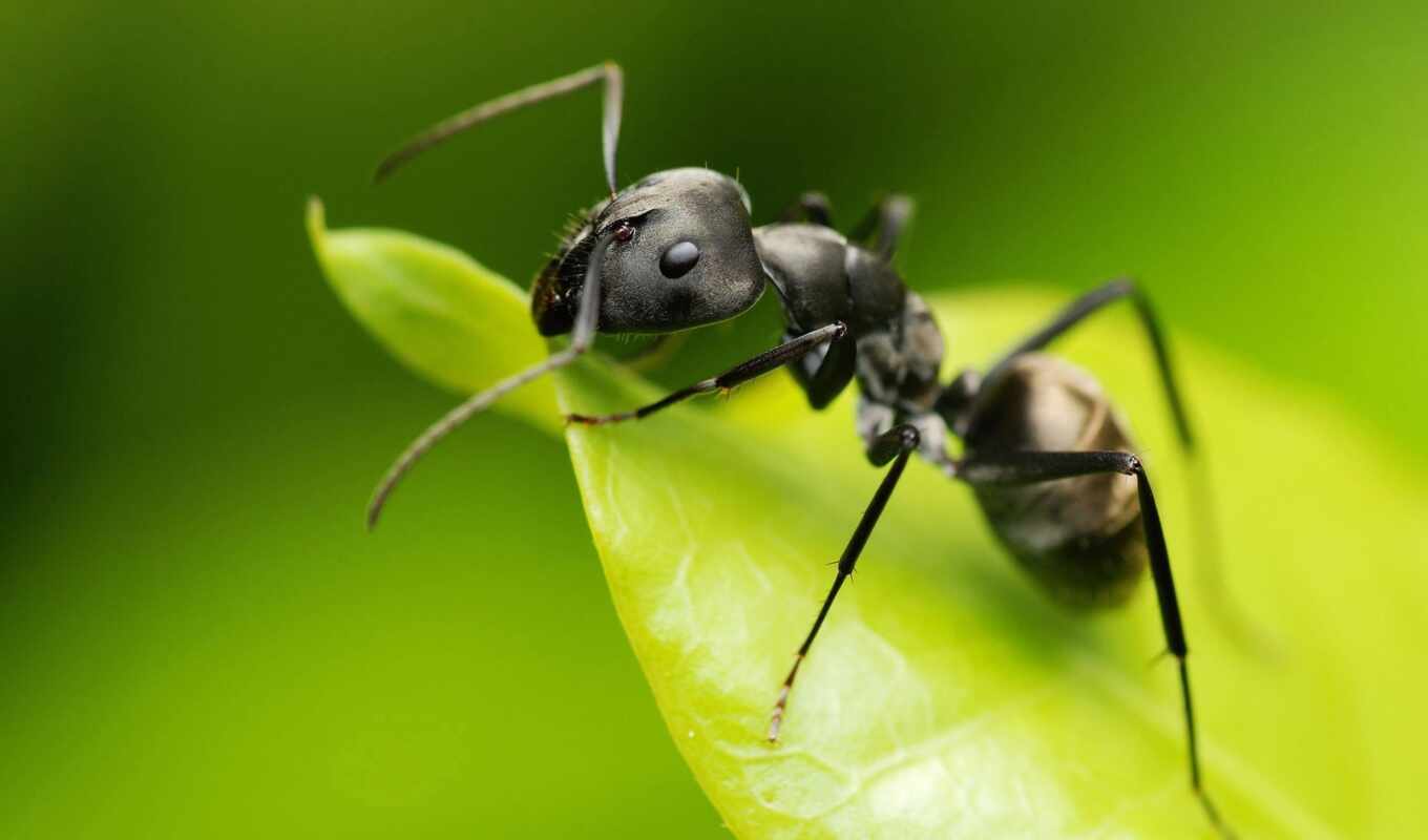 макро, ant, ants
