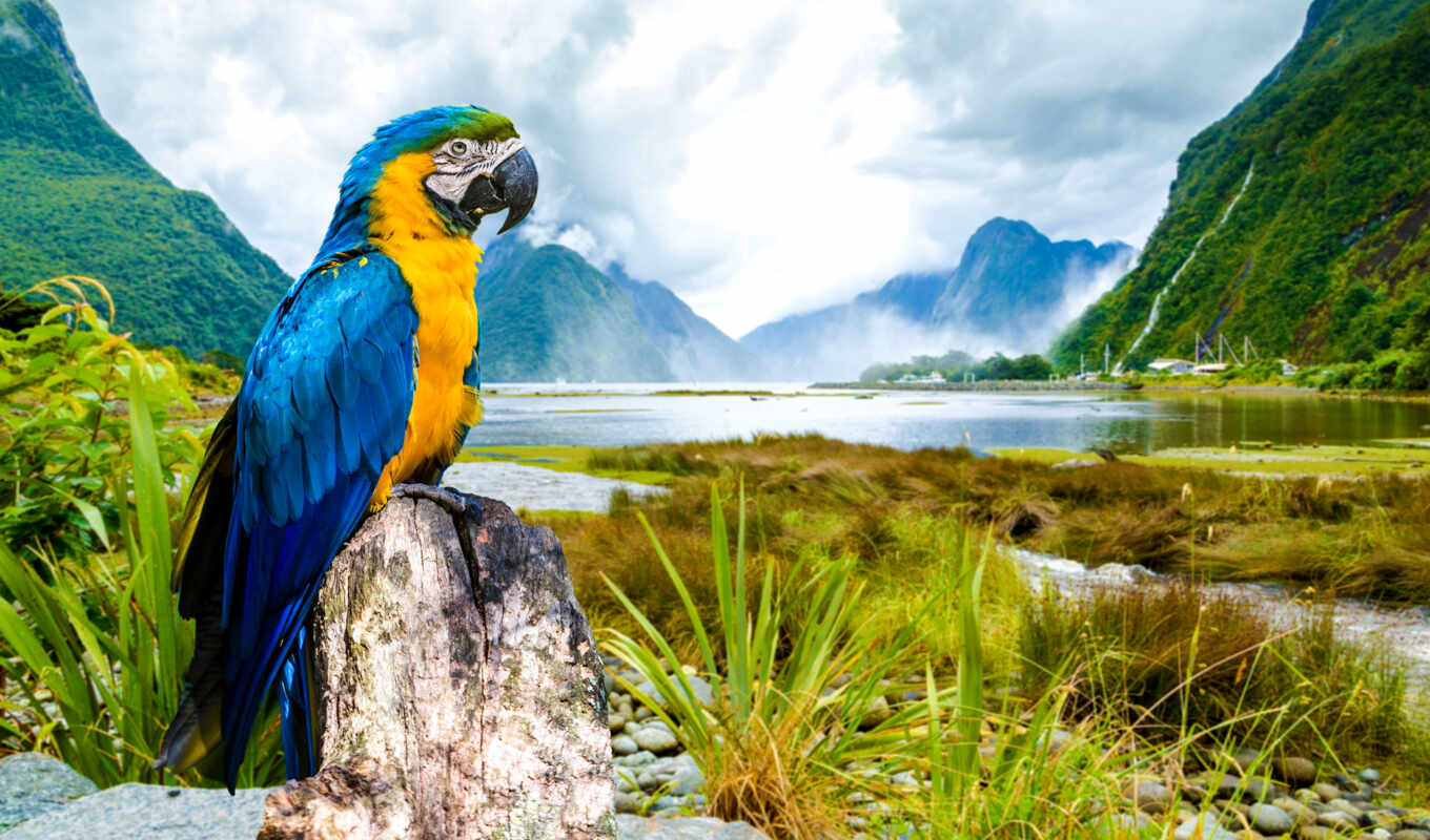 blue, птица, попугай, animal, yellow, macaw, todos, animais