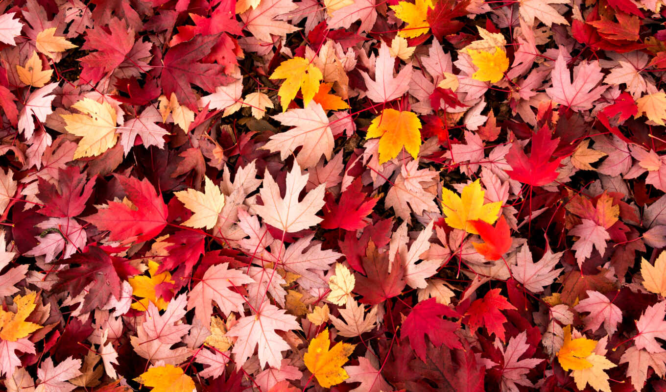 лист, осень, красивый, makryi