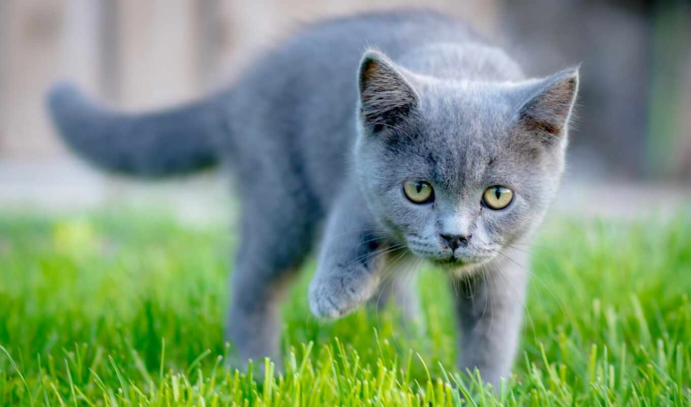 глаз, серый, кот, котенок, зеленое