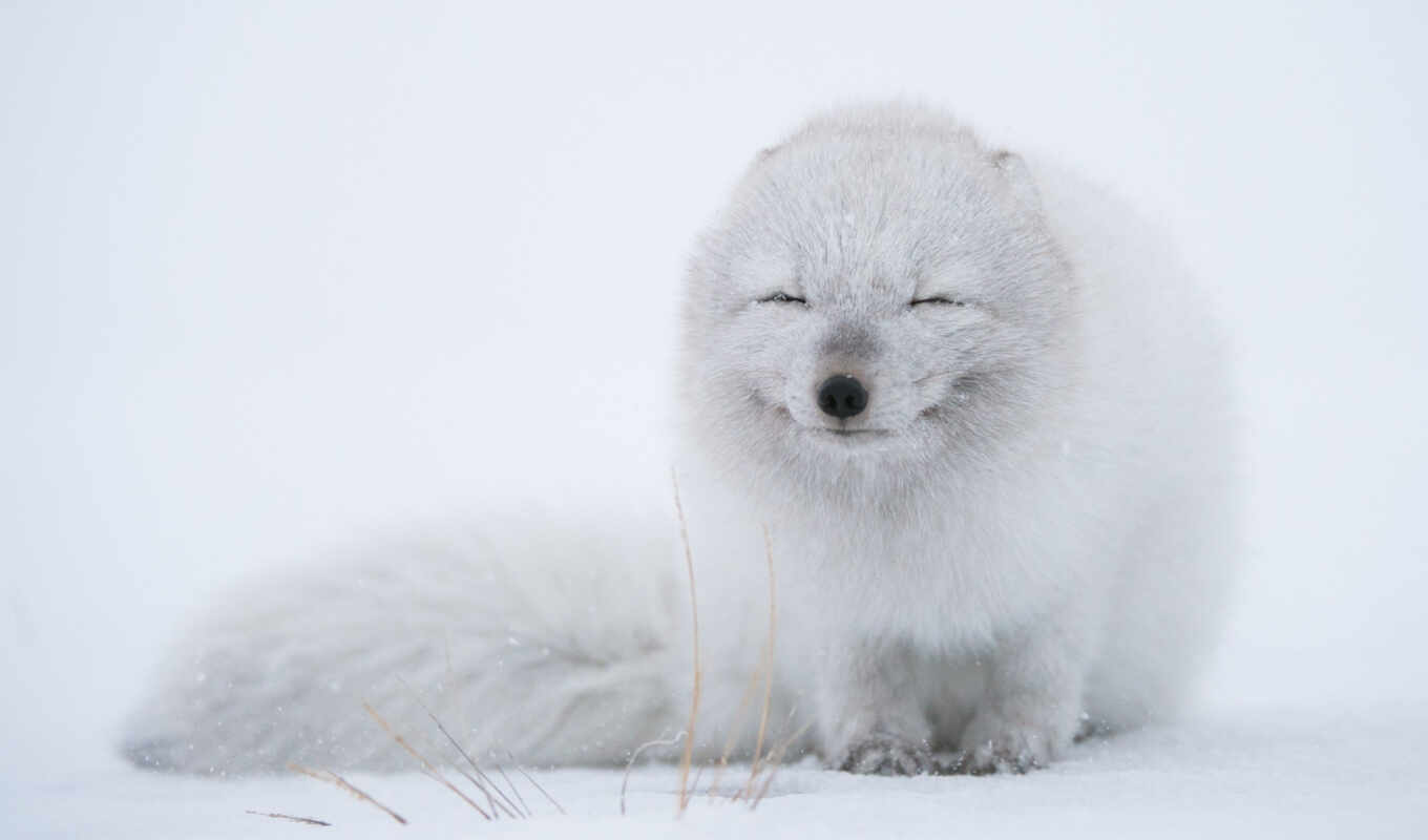 white, snow, animals, dog, fox, animal, arctic