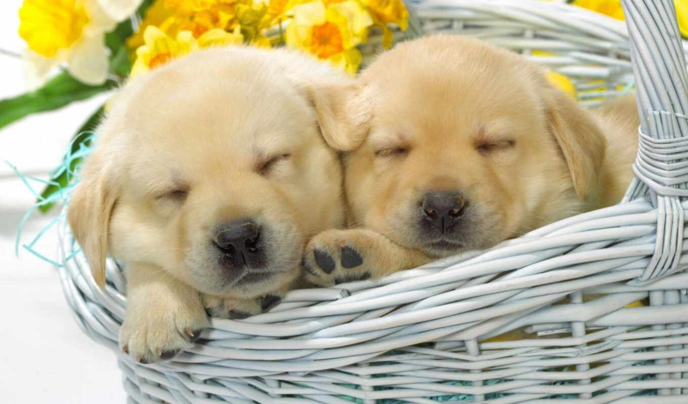 dog, puppy, sleep, basket