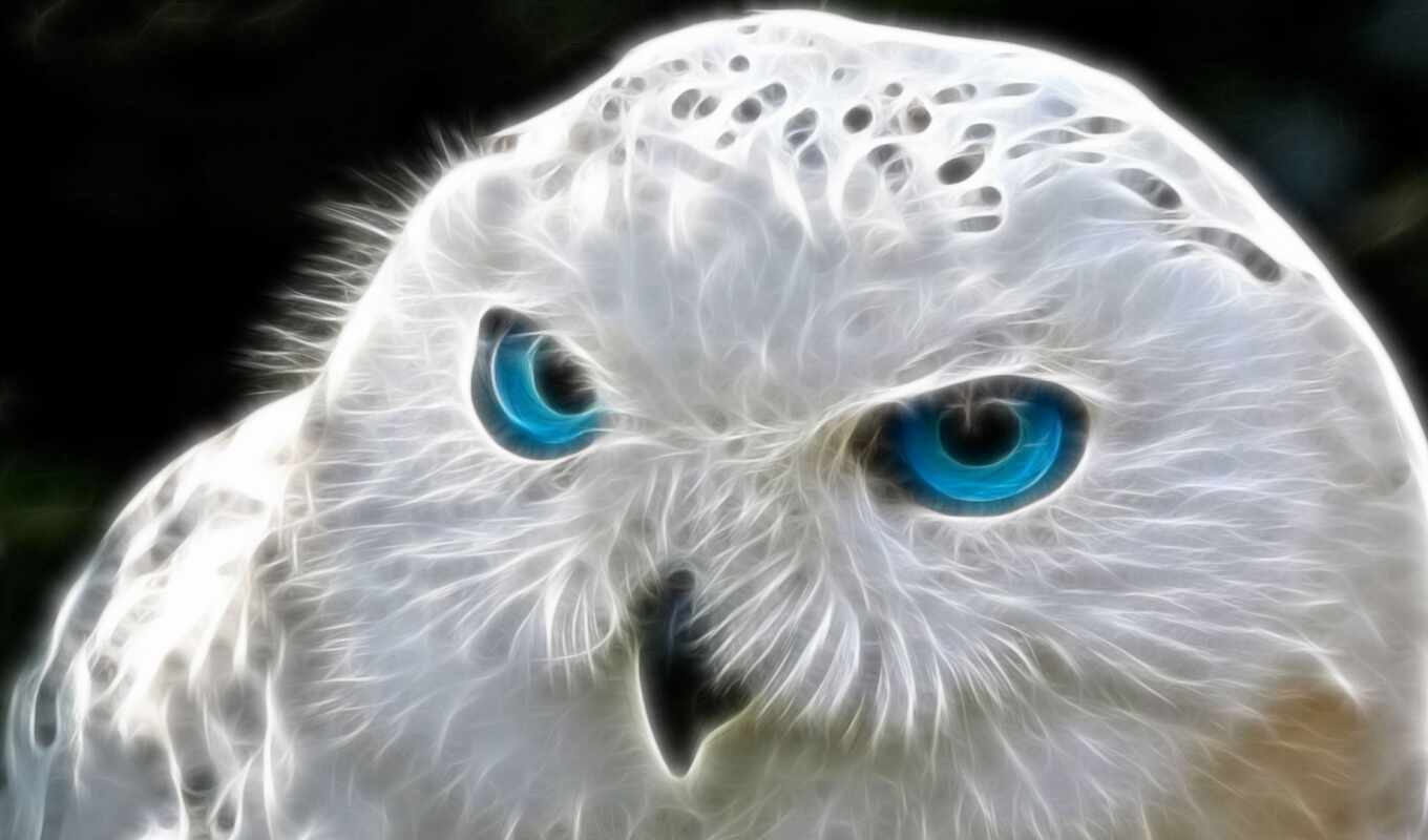 art, blue, white, digital, owl, bird, animal