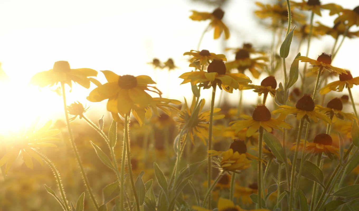 flowers, sun, sunset, sunlight, yellow, chamomile, ray
