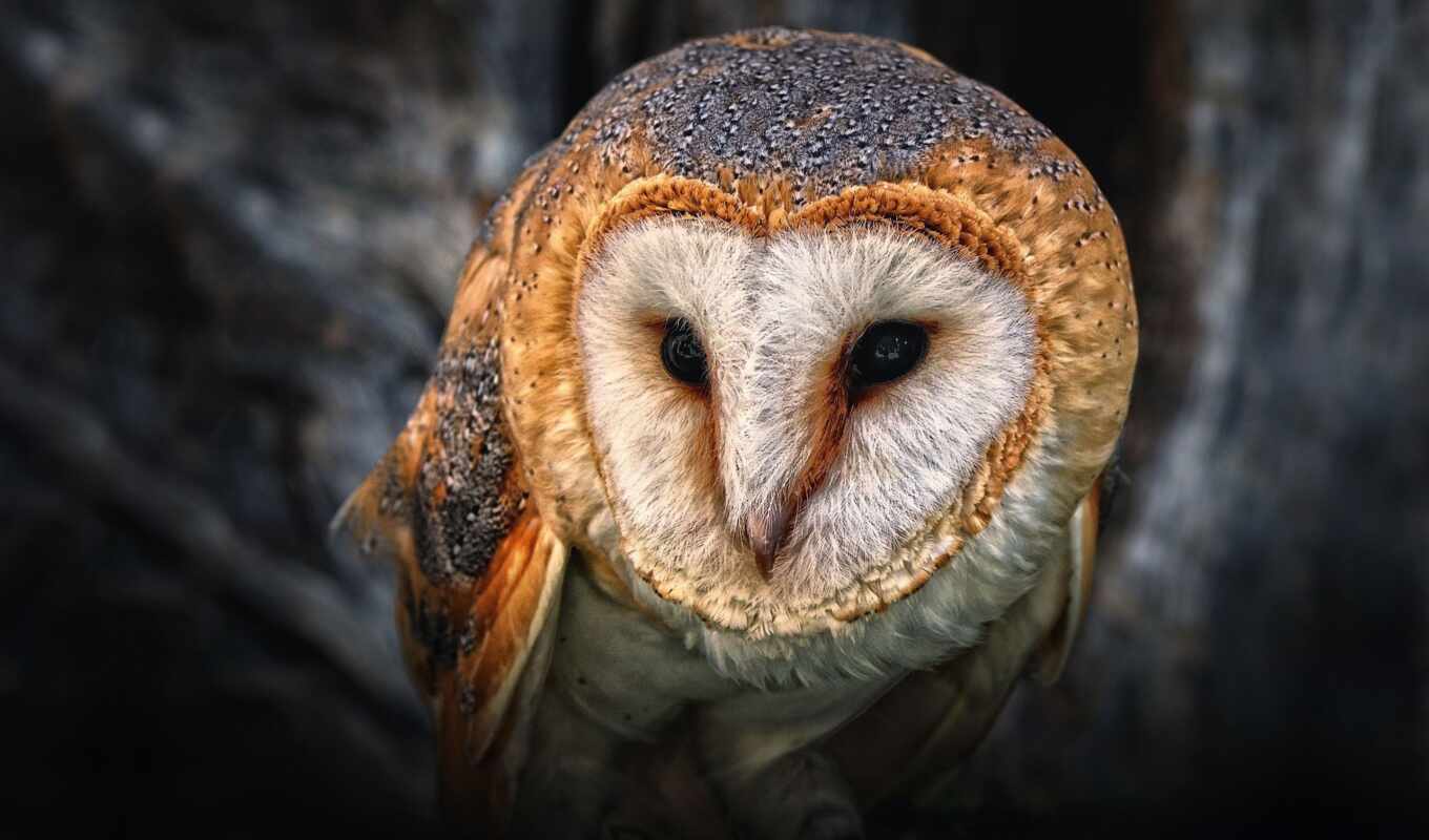 light, owl, beautiful, bird, beak, double, dry