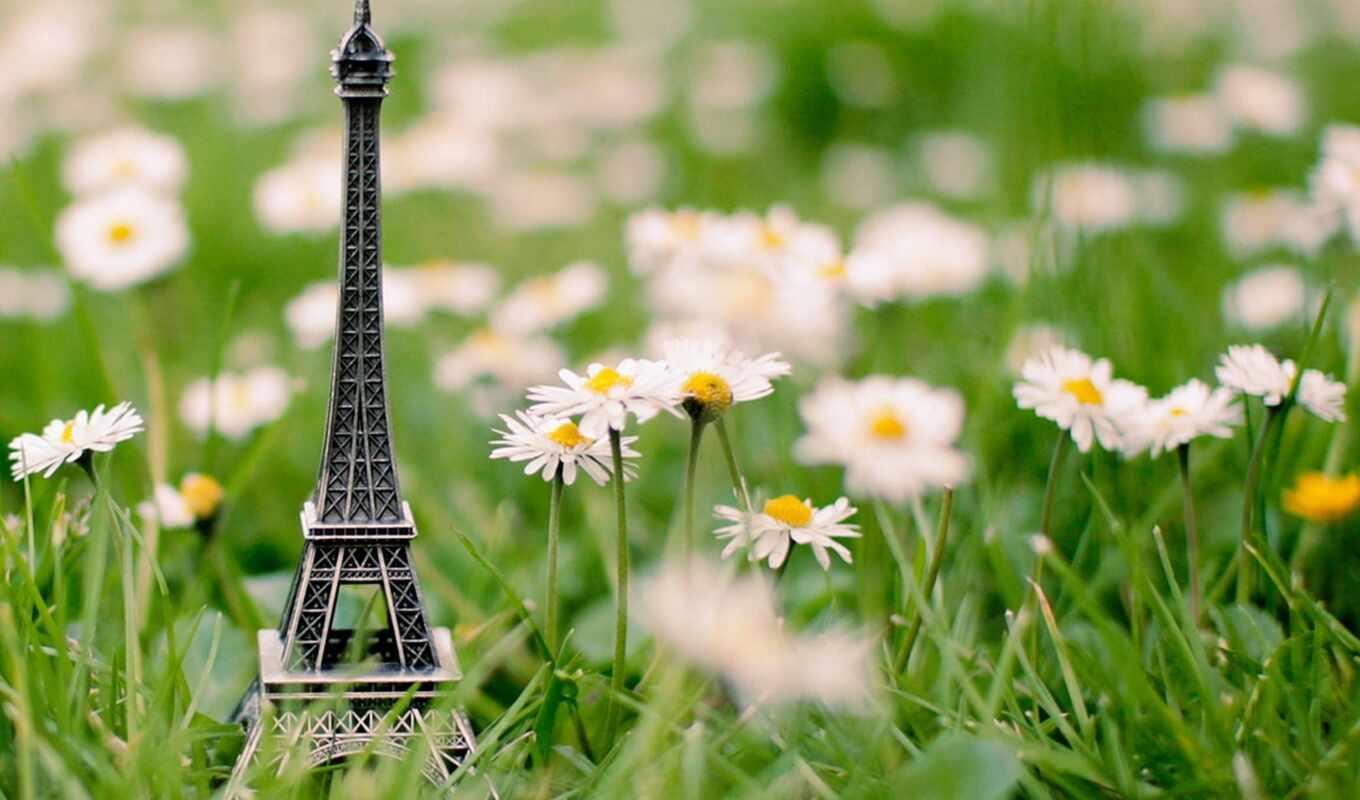 macro, grass, beautiful, Eiffel, souvenir, daisies, turret