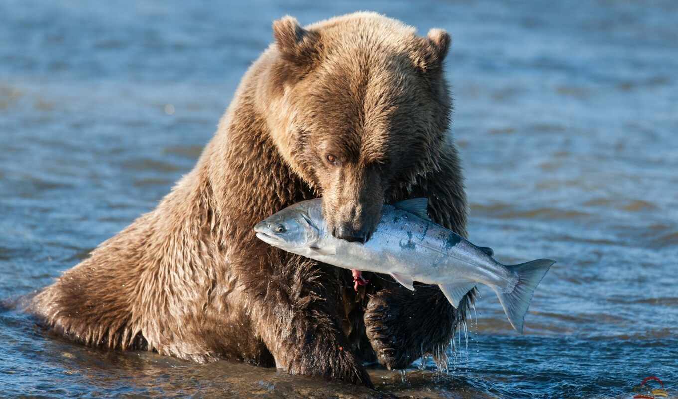meal, brown, bear, bears, ordinary, bear, a mammal, ♪, grizzly, bear