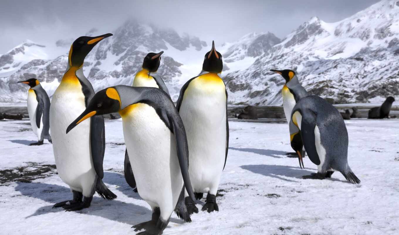 пингвин, антарктида