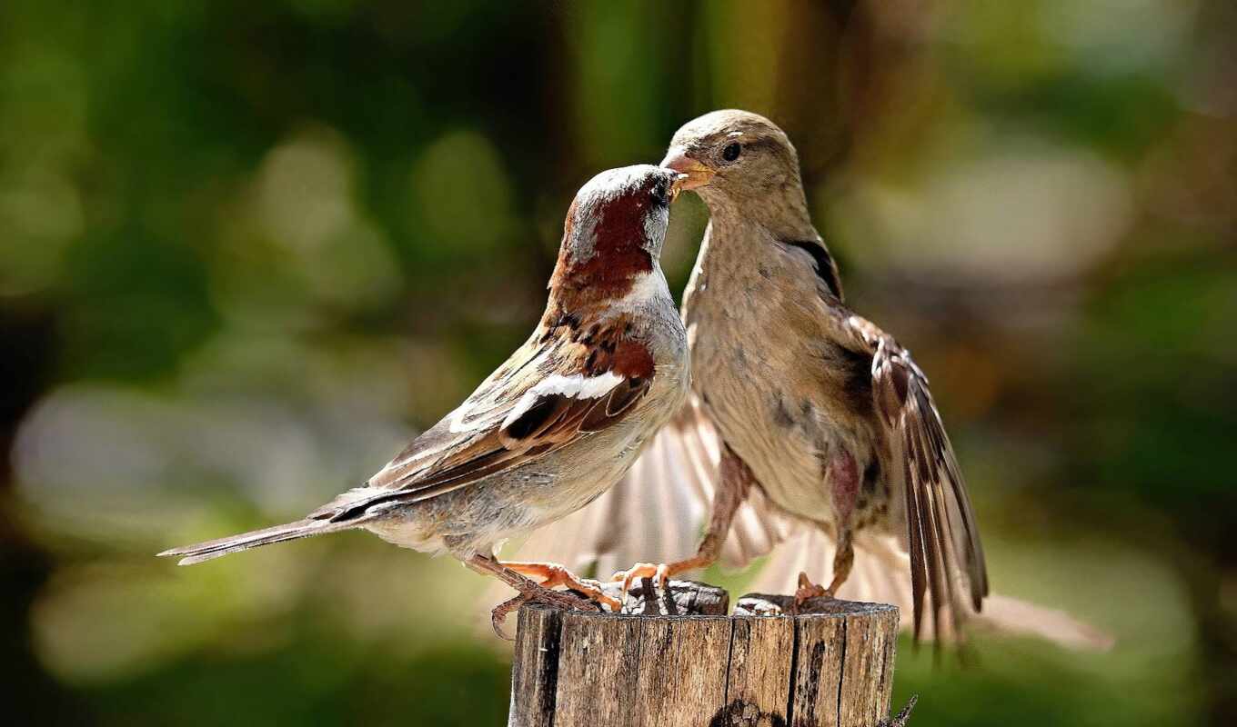 sparrow, description, bird, throw