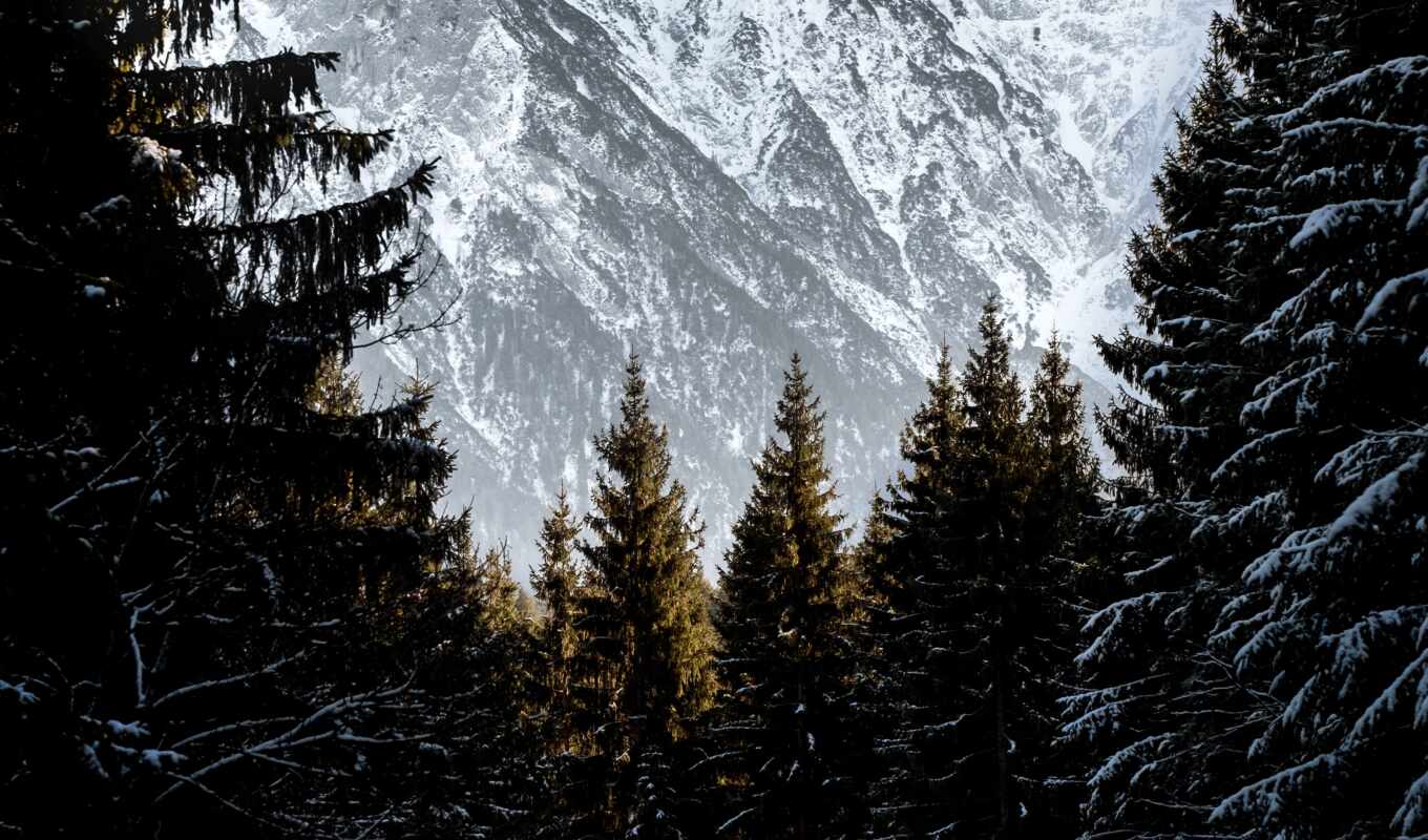 дерево, снег, winter, гора, landscape