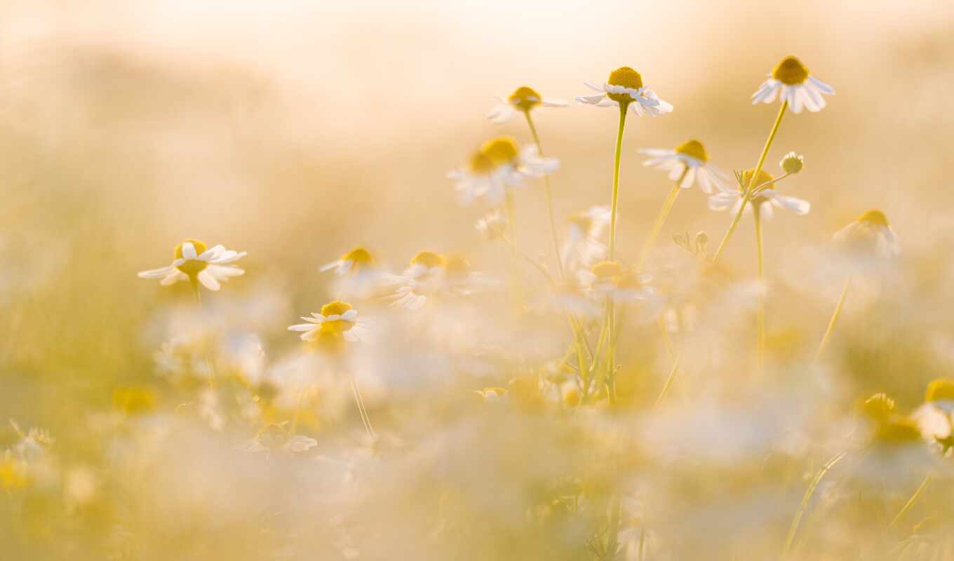 flowers, summer, white, mood, lawn, chamomile, blurring