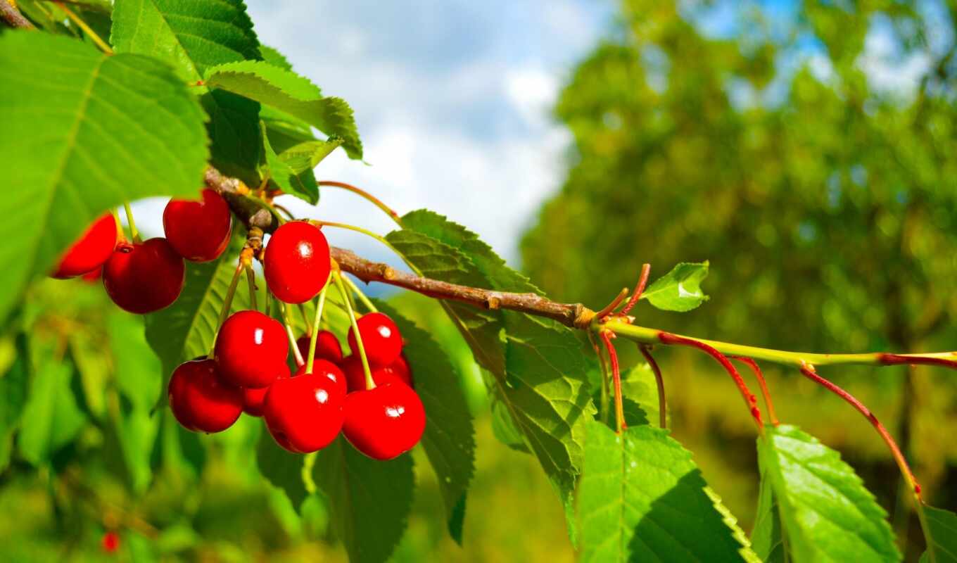 sheet, cherry, branch, big, plan, ripe, berry, besplatnooboi