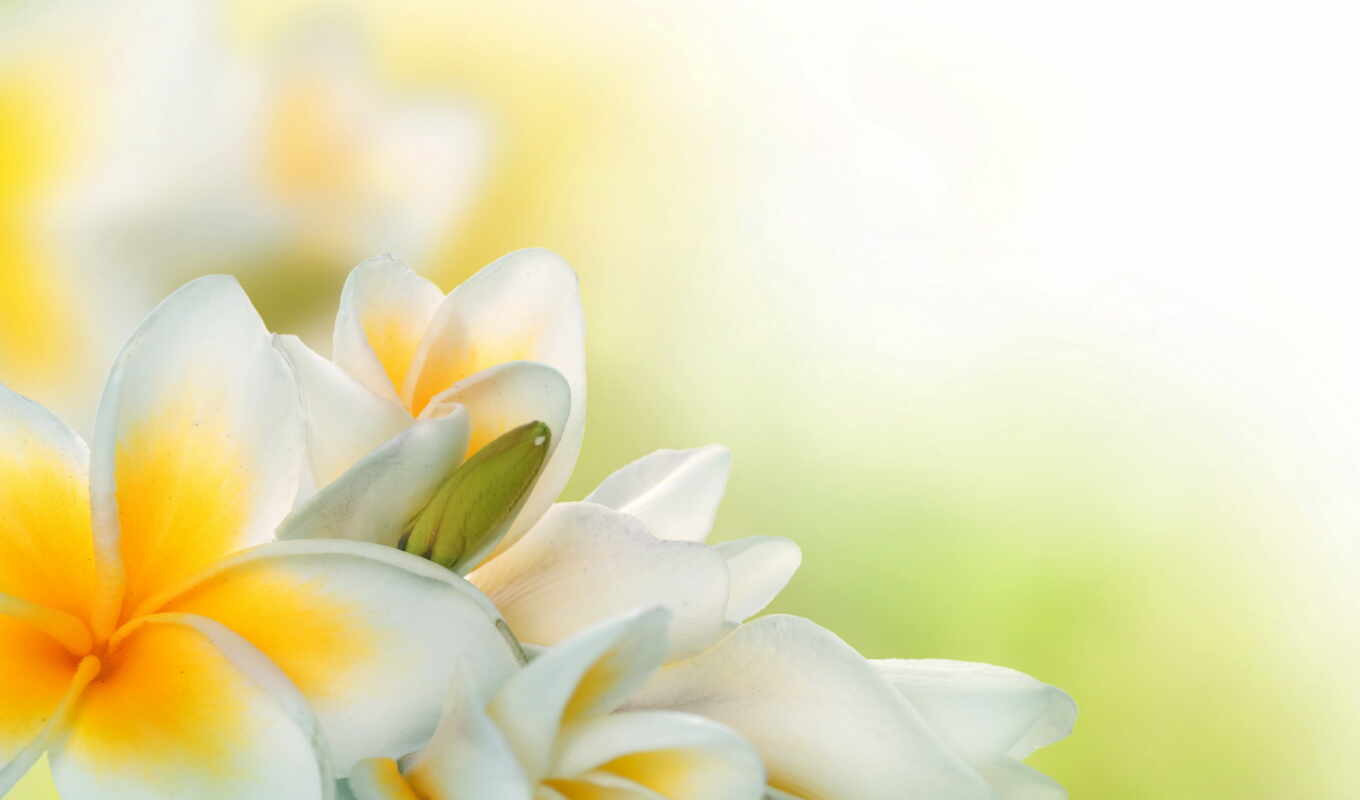 flowers, white, frangipani