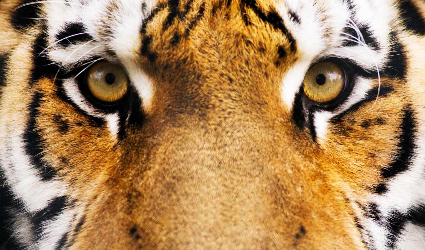 stripes, eyes, tiger, muzzle