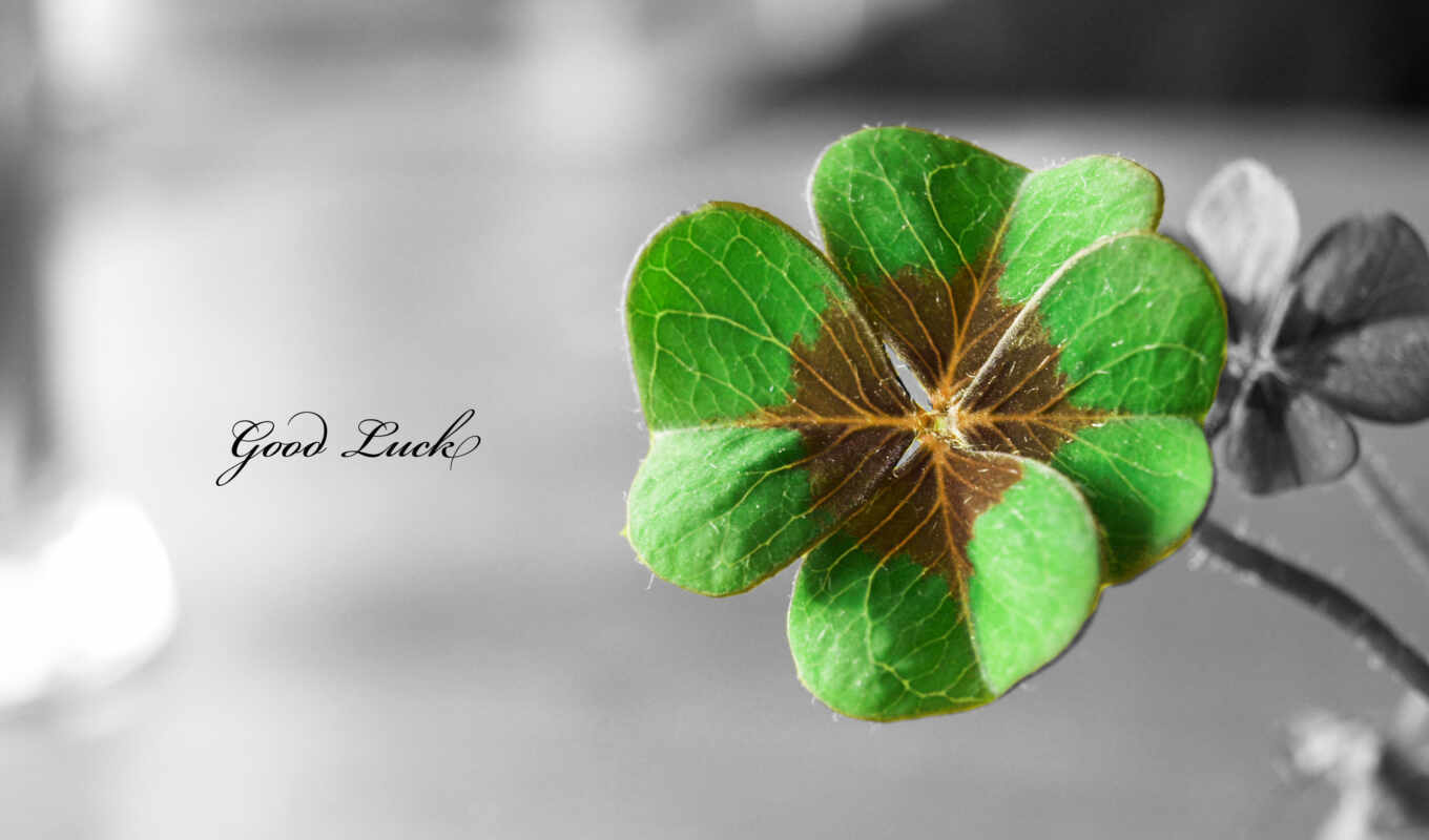 good, sign, clover, luck, four-leaf