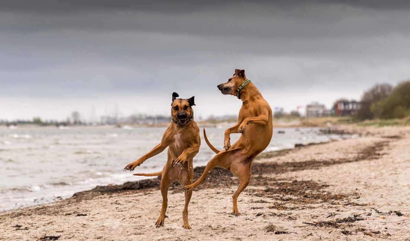 картинка, пляж, две, пляже, собаки, dogs, побережье, река, два, zhivotnye