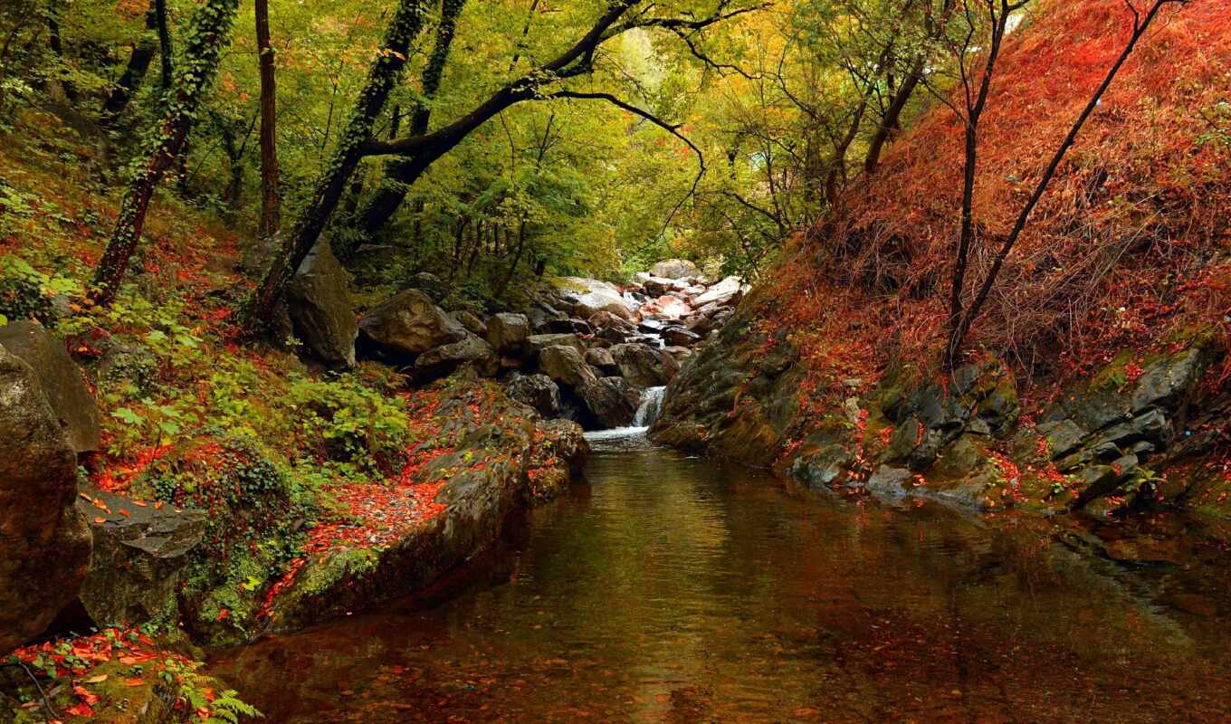 дерево, осень, пасть, река, fore