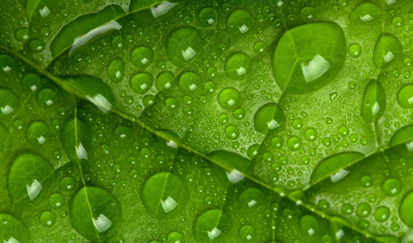 drop, sheet, green, leaf