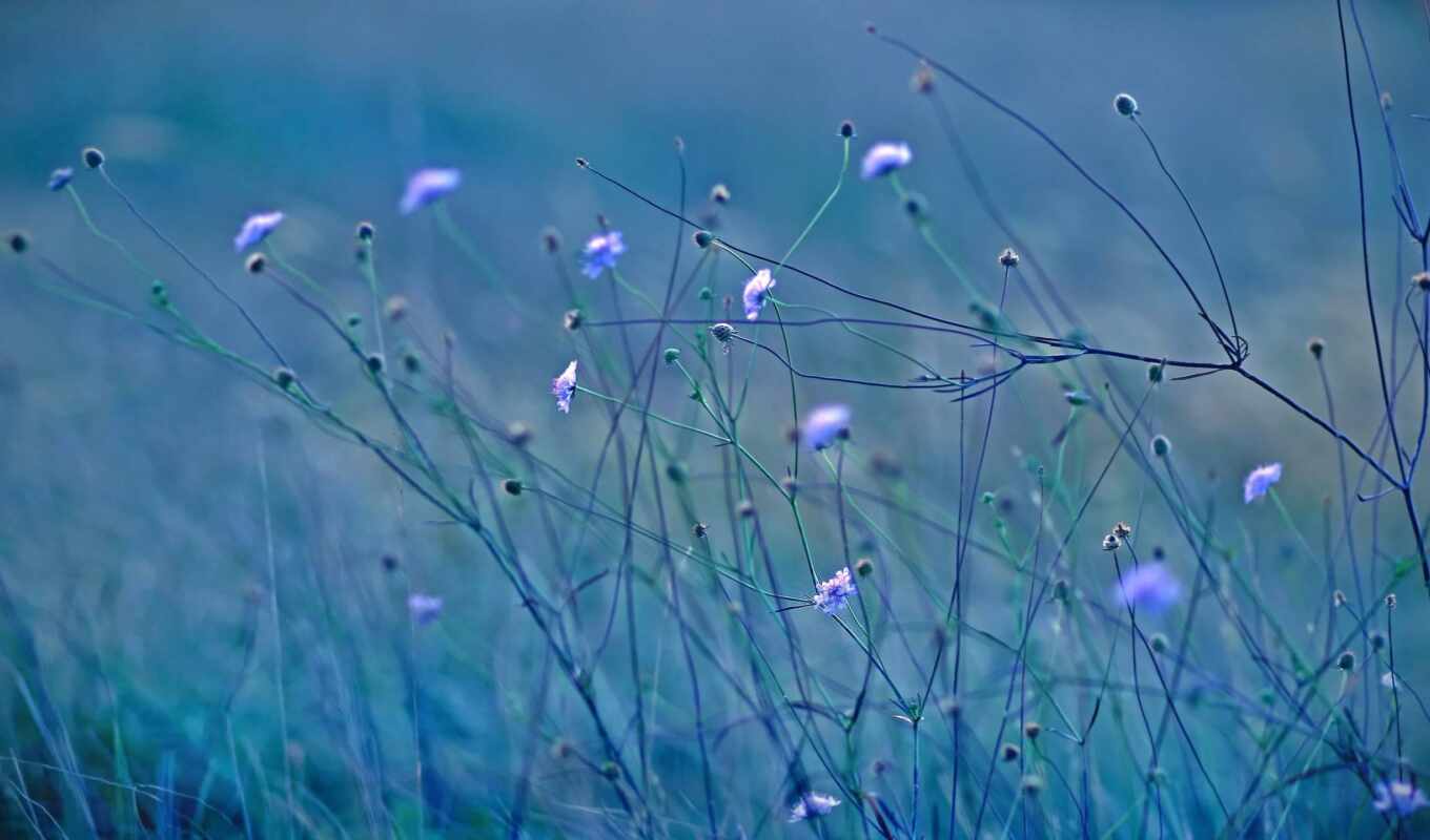 nature, flowers, background, grass, print, version, engine, plant, beautiful, calmness
