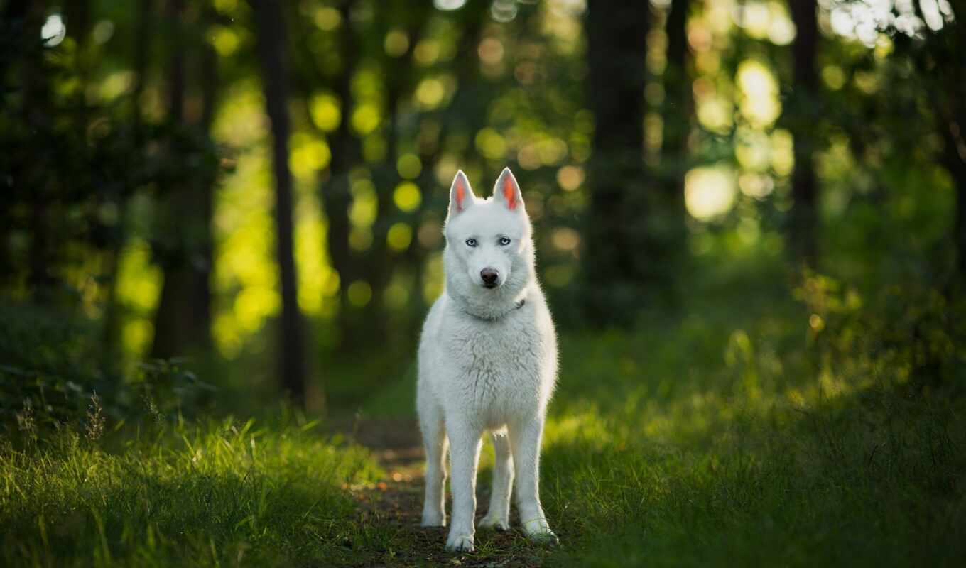 white, dog, awesome, animal, swiss, white, Switzerland