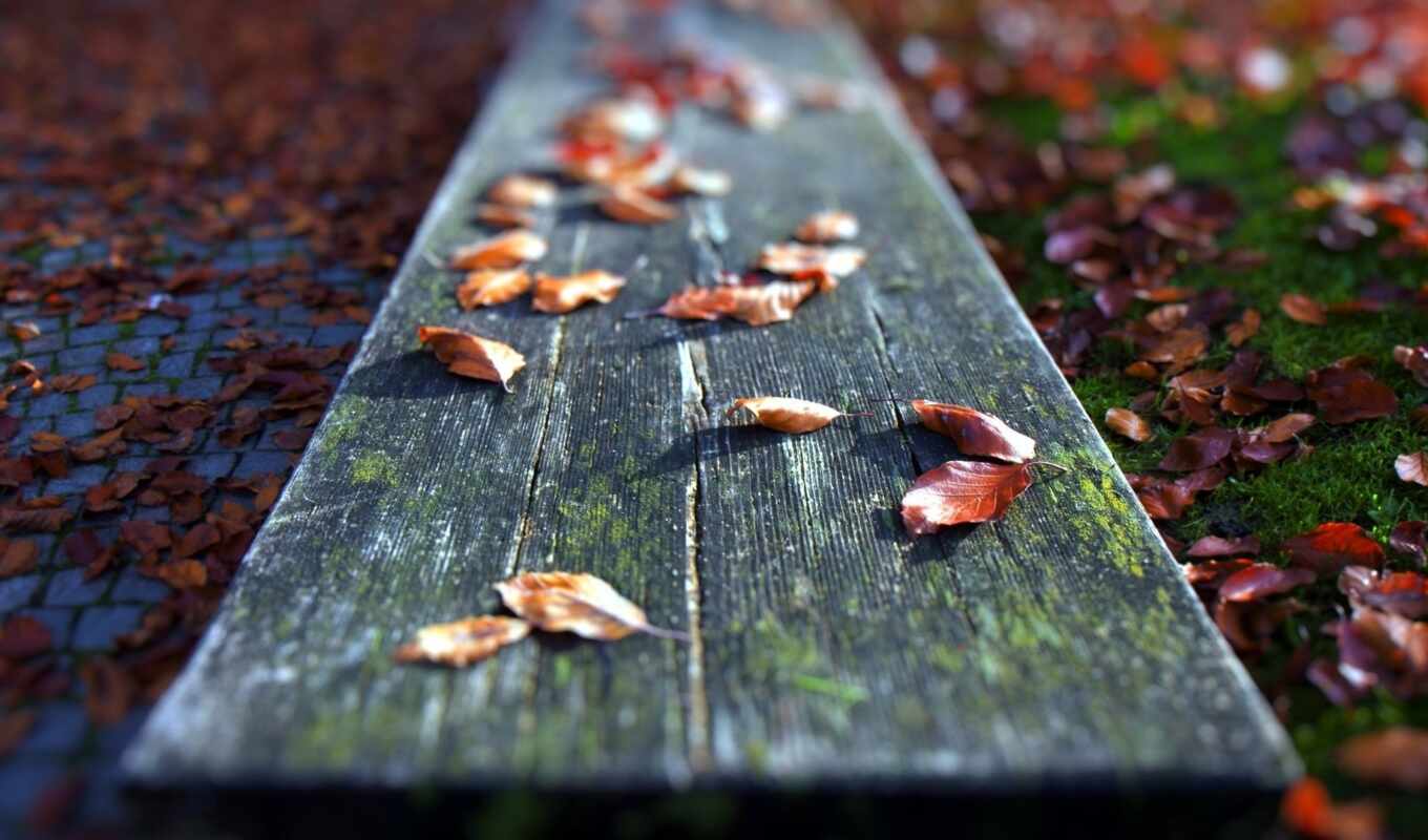 autumn, mouth, leaf, bench, wood