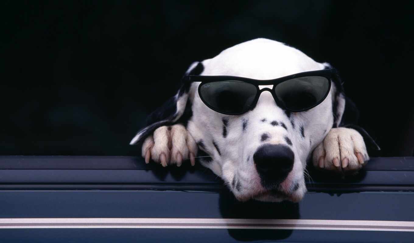 собака, animal, dalmatian, солнцезащитные очки