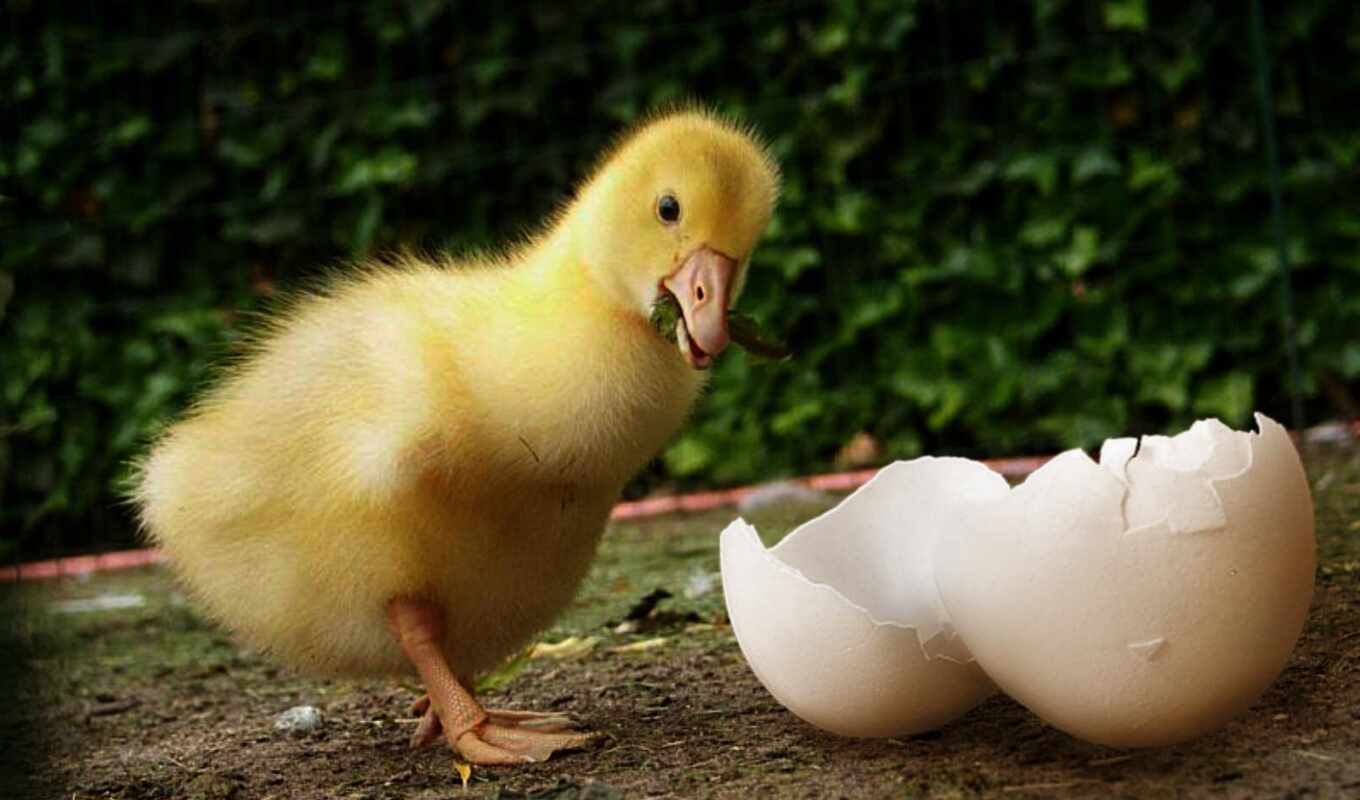 duck, egg, gosling, goose, incubation