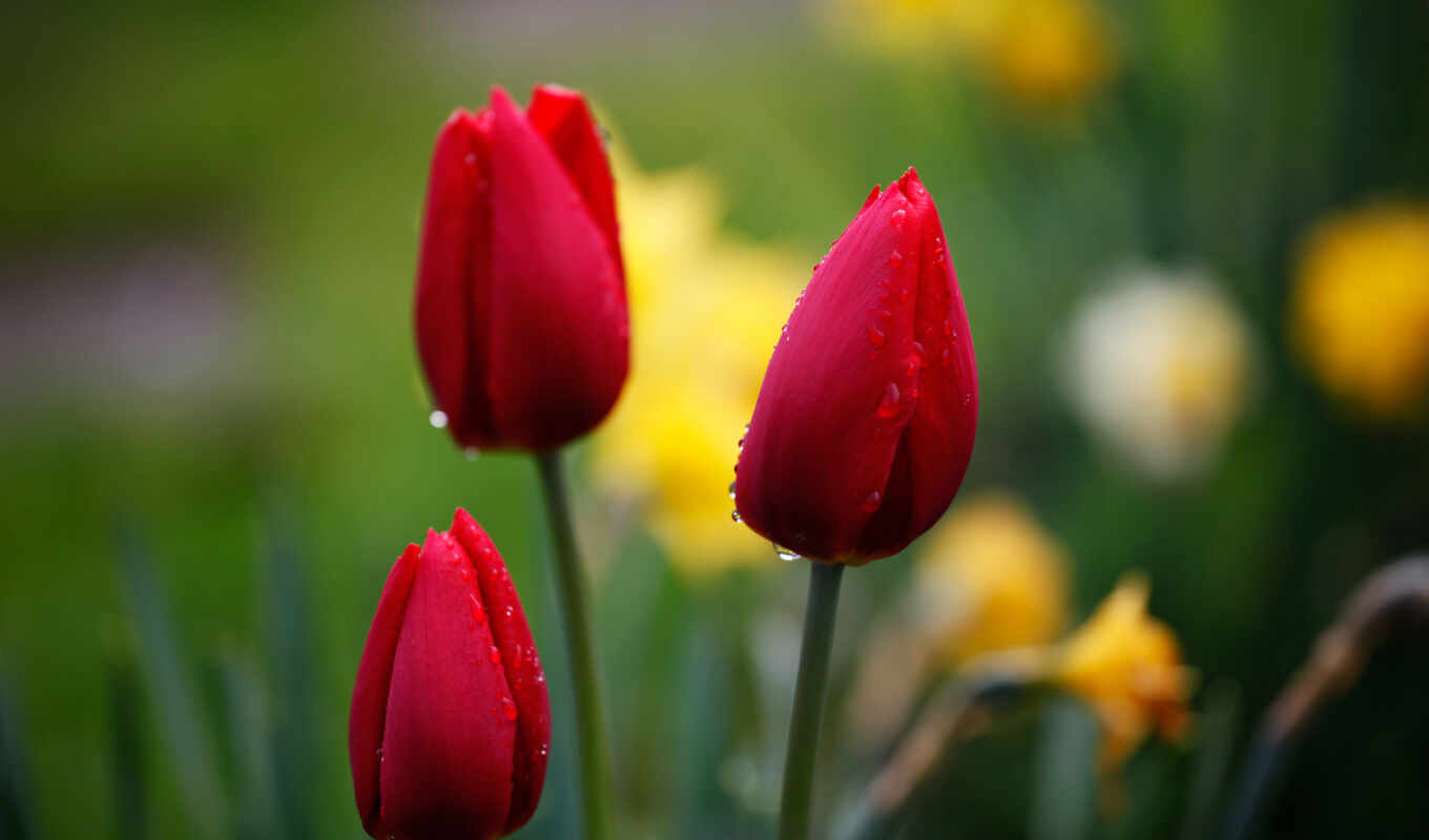 nature, flowers, drops, red, focus, tulips, buds