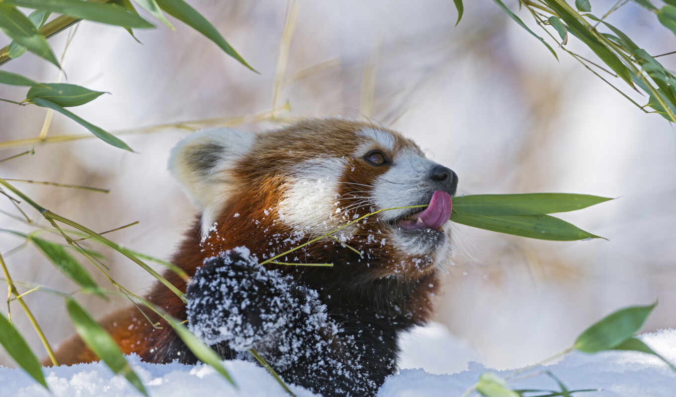 red, panda, zhivotnye, small, bamboo