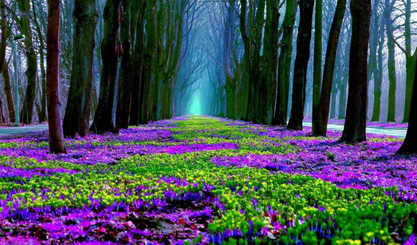 nature, free, green, forest, painting, flowers, path
