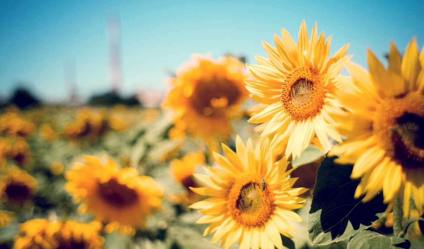 desktop, free, field, sunflower, farm, sunflowers