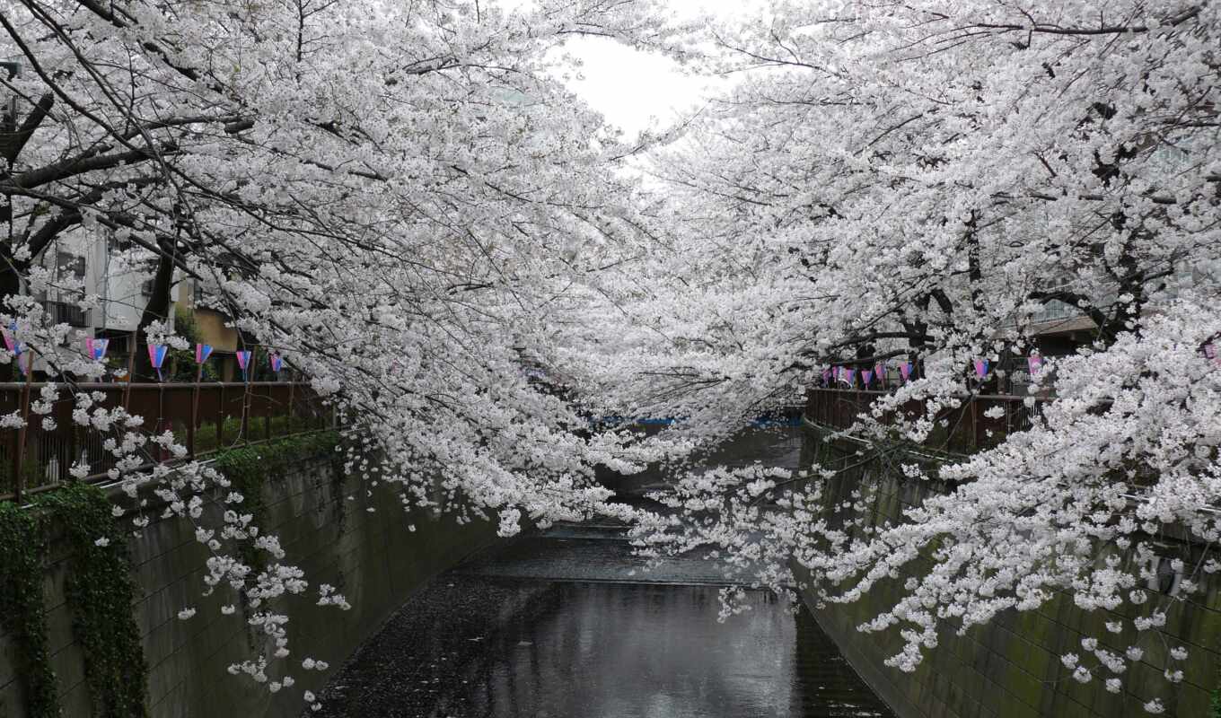 completely, water, Sakura, japanese, park, petals