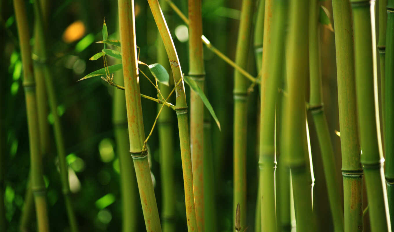 nature, jungle, high, green, forest, bamboo, stems