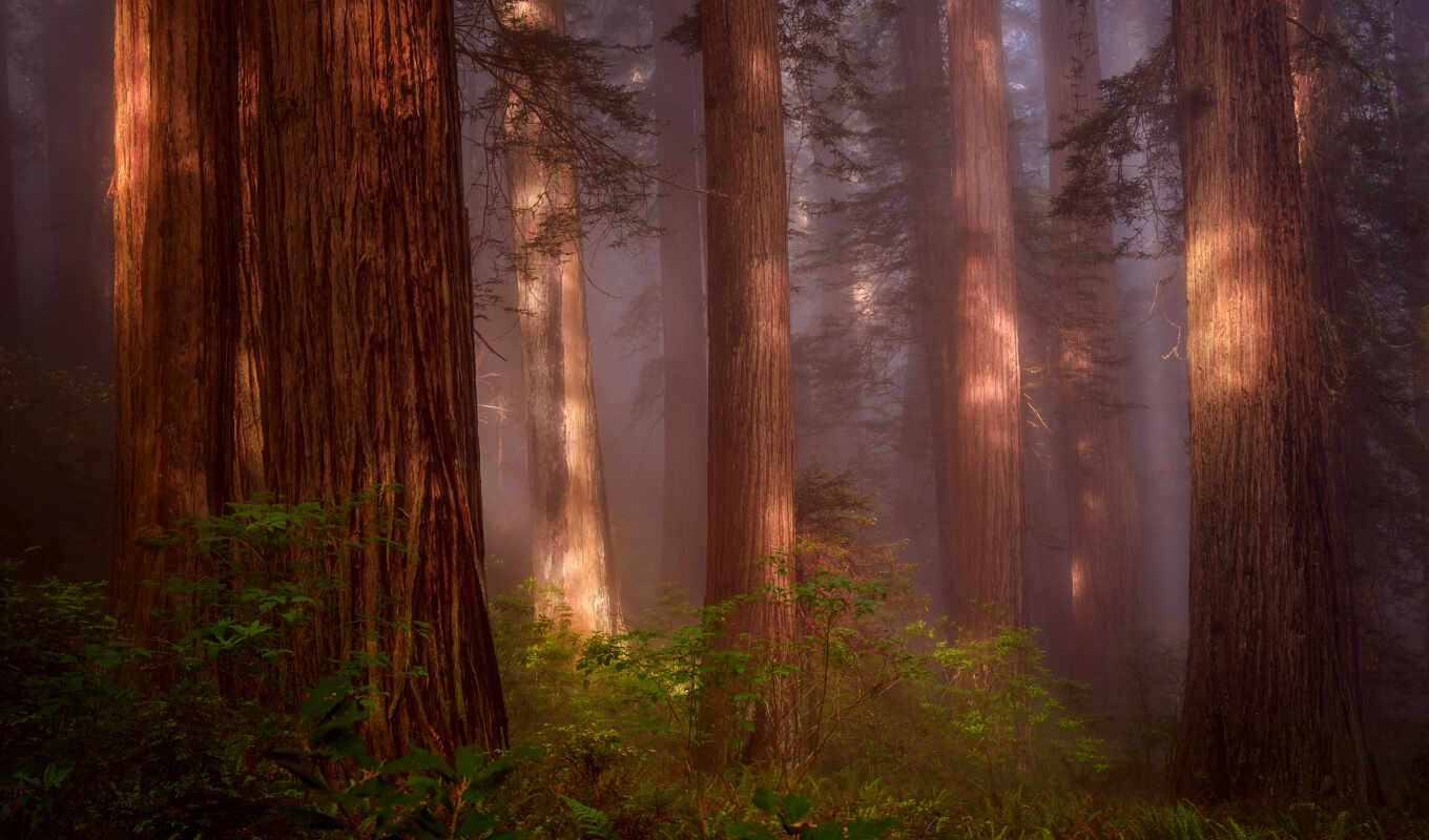 nature, north, forest, USA, haze, grove, redwood, secondary